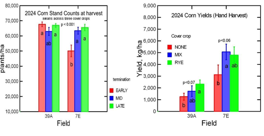 Cover Crops Fig 4 Corn counts