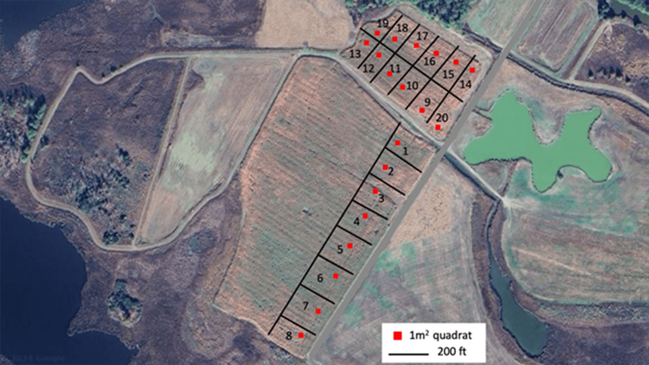  Figure 2: A map displaying the location of the research plots trail in Dorchester County, Maryland.