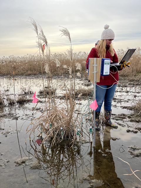 A woman is standing and holding a computer in a waterlogged area of Giant miscanthus.