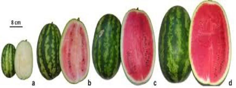 Watermelon ripening states