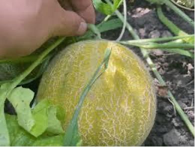 Cantaloupe stem