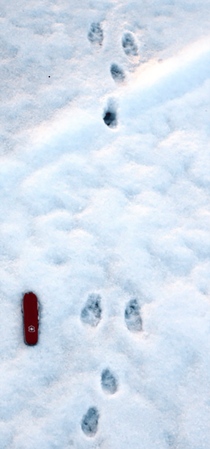 Rabbit footprints and their spacing in the snow.