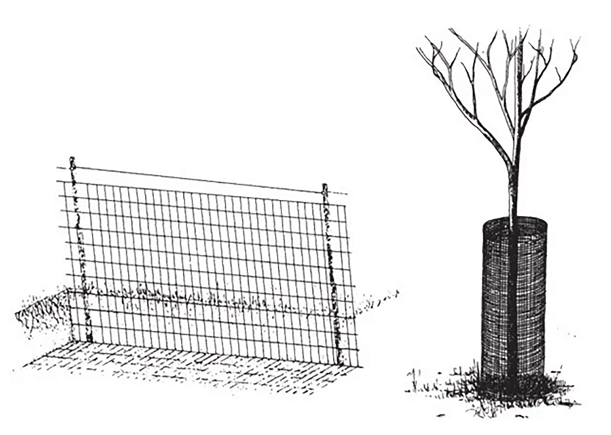 An illustration of different fencing methods: on the left is chicken wire with t-posts for stability, and on the right is wire mesh wrapped around a tree trunk a few inches away from the base.