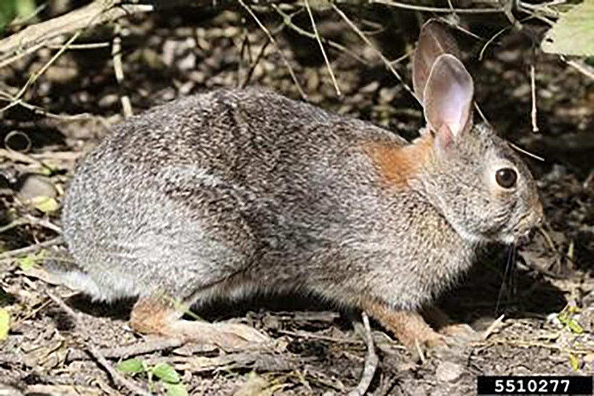  A side profile of a grayish-brown rabbit with large ears is standing on the forest floor among vegetation.