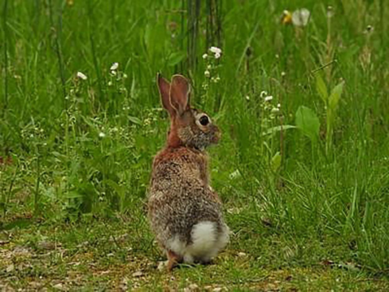 A cottontail rabbit with a puffy white tail sits peacefully in tall grasses.