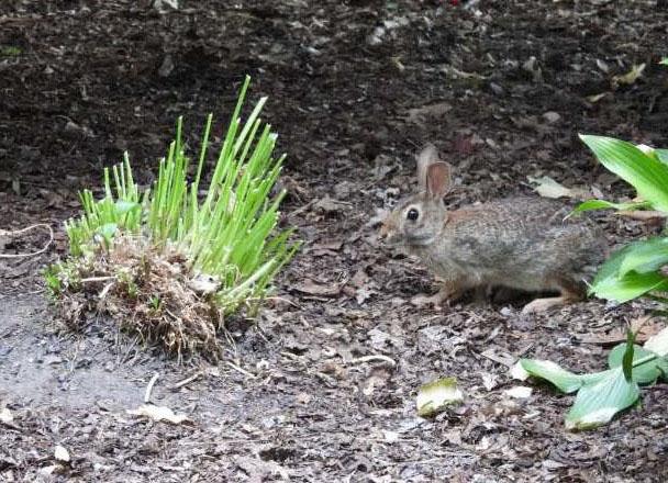  A rabbit is next to a damaged Hosta plant on the forest floor.