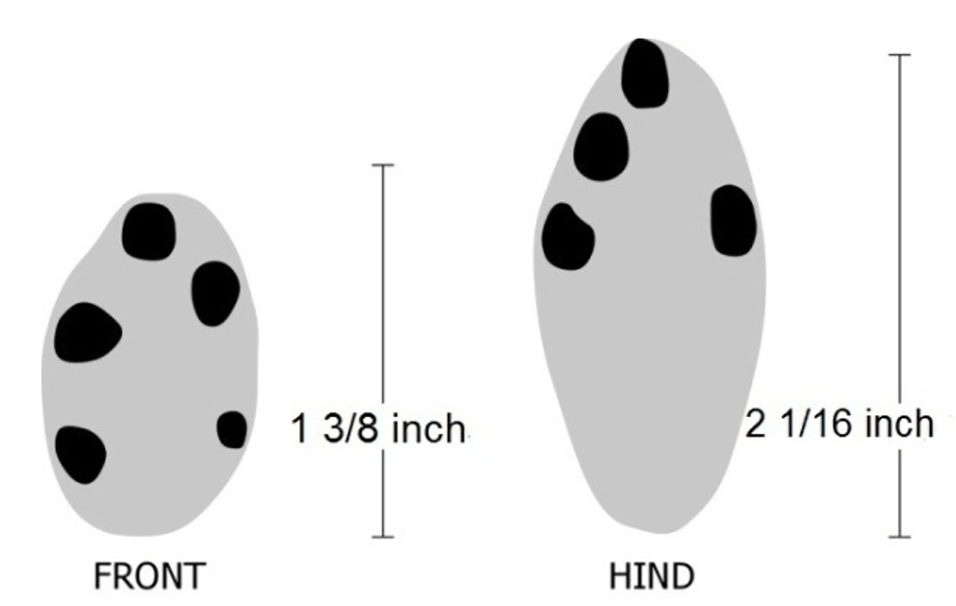 An illustration showing the size difference between the front and hind paws of a rabbit.