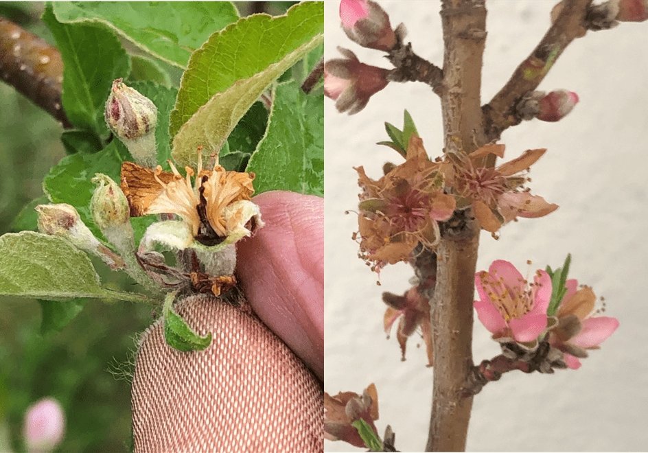 Cold damage on apple blossom (left) and cold damage on peach blossom