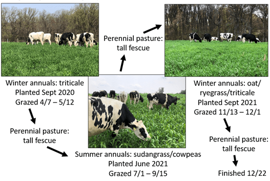 Timeline of seasonal grazing rotation across forages for heifers.