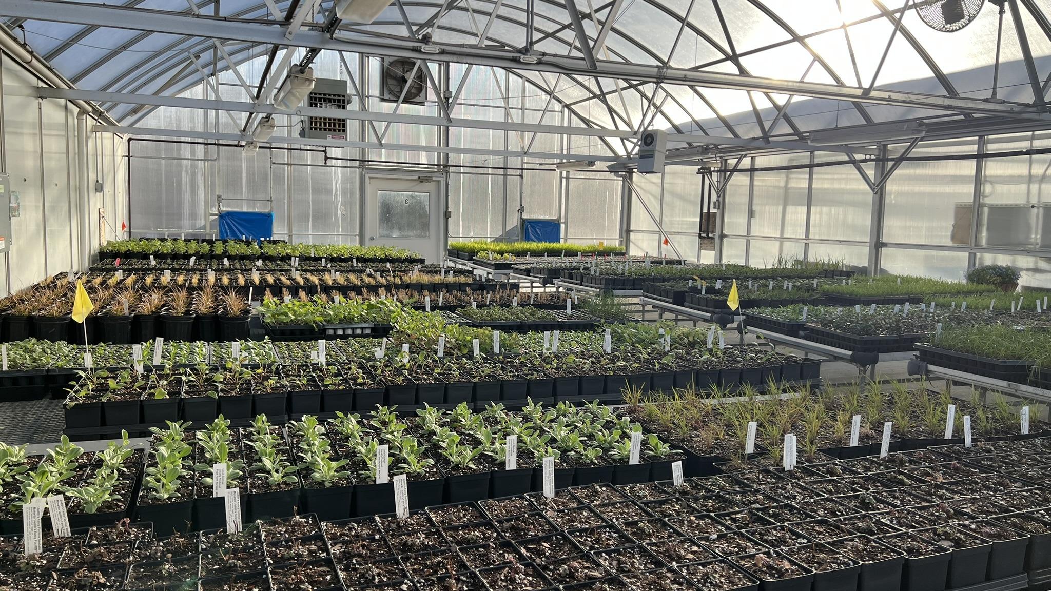 Pope Farm Nursery Greenhouse