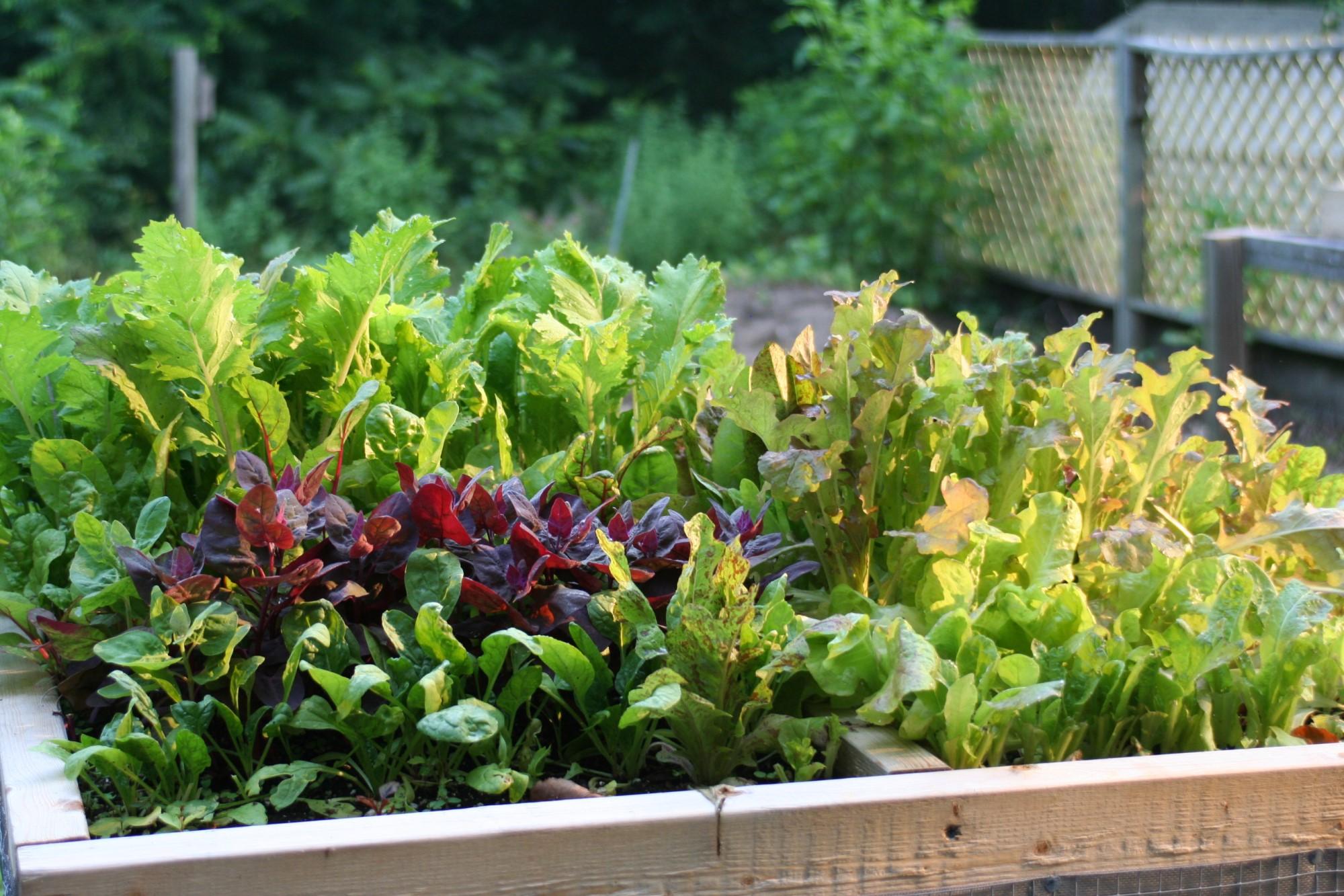 An elevated raised bed called a salad table with a variety of lettuces growing.