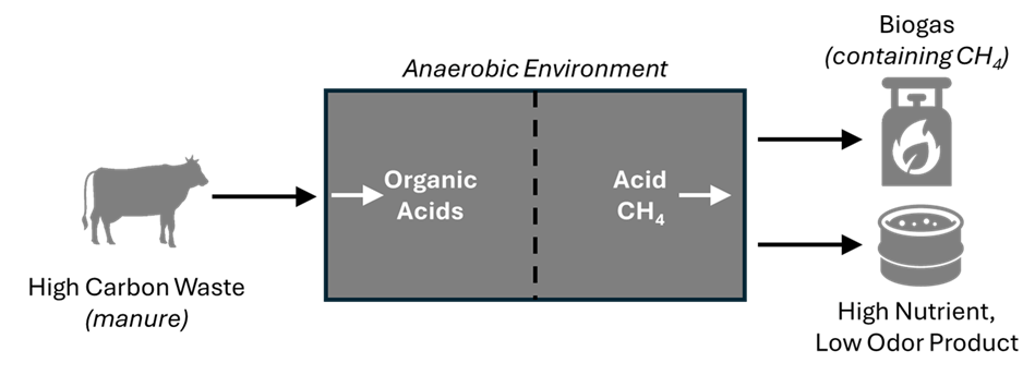 depiction of anaerobic digestion process