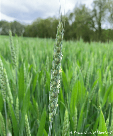 Wheat at Feekes 10.5.1 growth stage (beginning flowering).