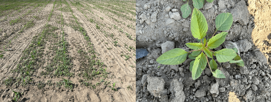 Palmer amaranth in a corn field (left) and close up (right).