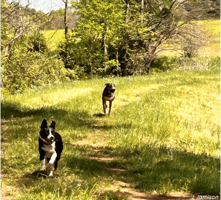 Two dogs (border collie (front) and Catahoula (back) running down a grassy farm lane.