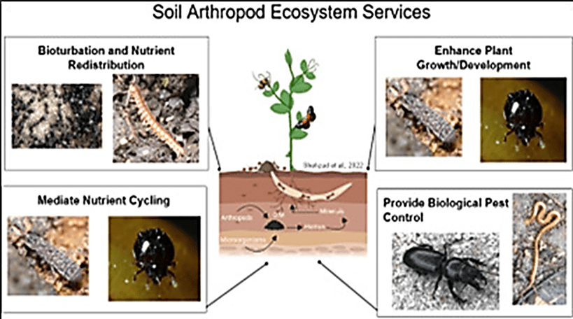 Fig. 1 Common Soil Arthropods