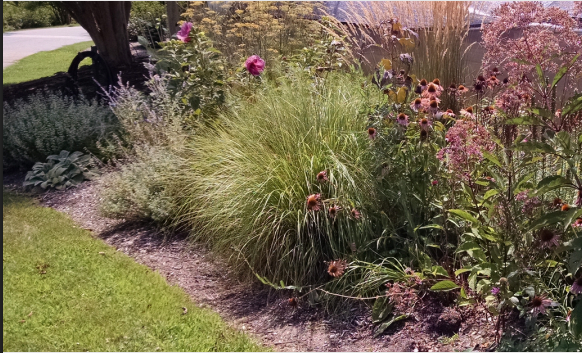 Conversion from Turfgrass