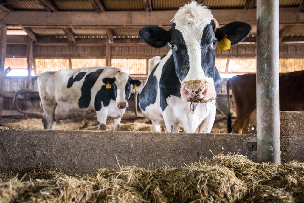 Dairy cow lifts its head up while grazing on hay and feed from bin inside barn.