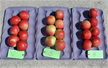 Three purple cardboard trays showcasing an assortment of apples, positioned side by side on a table.