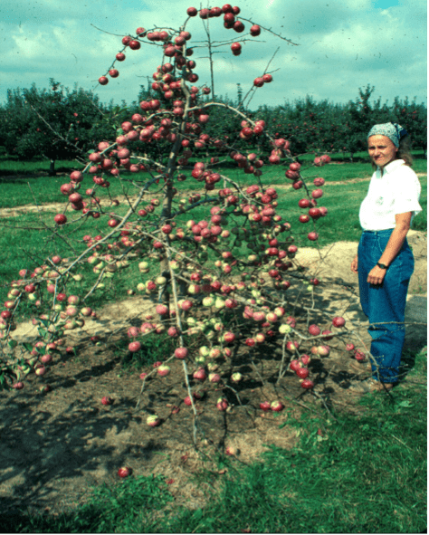 A woman stands beside an apple tree, with ripe apples visible on its branches.