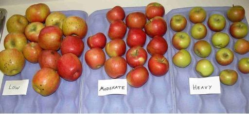 Honeycrisp apples displaying red coloration variations influenced by low, moderate, and heavy crop load density.