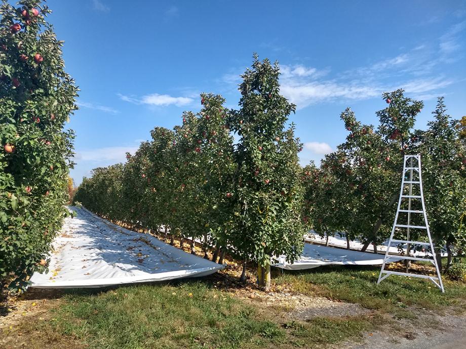 A block of Fuji apples arranged in rows, featuring the application of Extenday reflective fabric between each rows.