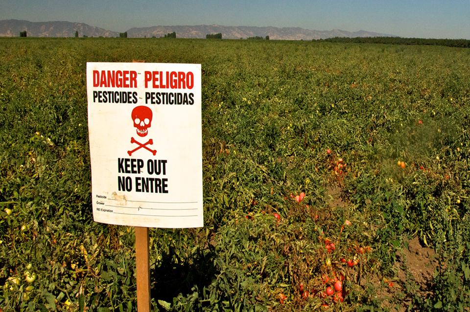  A warning sign in a field " Danger Pesticides-Keep Out" about the dangers of eating tomatoes, highlighting potential health risks.