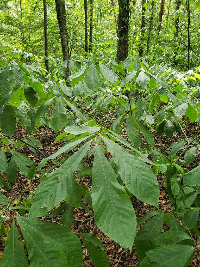 An understory dominated by Pawpaw in Caroline Co., MD. Photo by Bill Hubick, Maryland Biodiversity Project