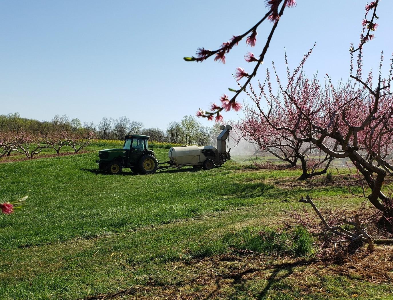  A tractor is actively spraying a field filled fruit trees with blooming pink flowers, showcasing agricultural activity