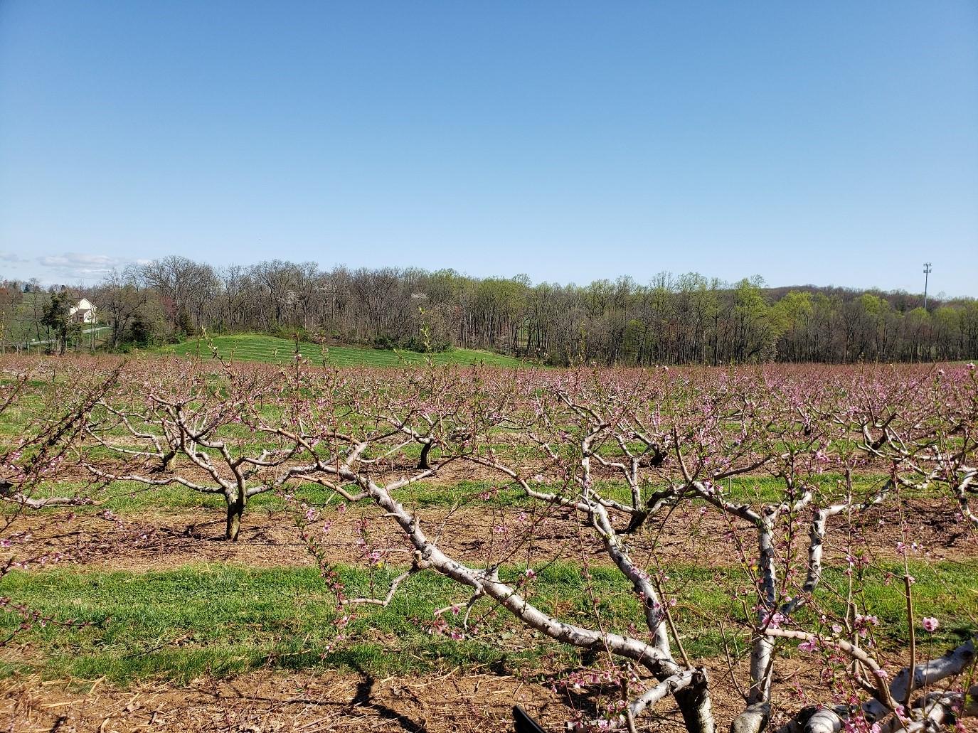 A vibrant field of fruit trees adorned with delicate pink blossoms under a clear blue sky.  