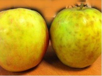 Apples affected by senescent scald browning the skin. 