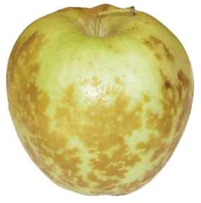 Golden Delicious apple affected by senescent scald after cold storage.