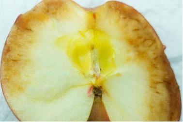 The brown flesh on the edges of the apple is a result of senescent breakdown.