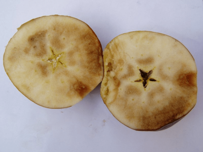 An apple sliced in half, revealing the apple flesh that has undergone senescent breakdown.