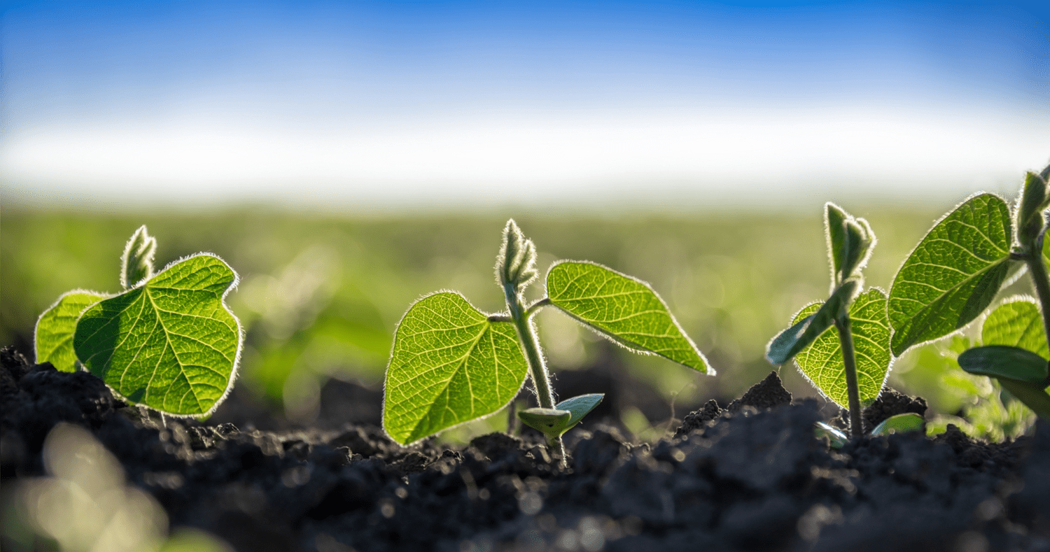 Soybean plants in a row