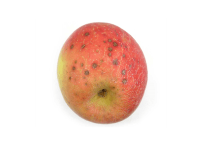 Honeycrisp apple affected by lenticel breakdown on the skin.