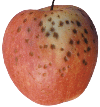 Gala apple with large dark brown spots indicating moderate symptoms of lenticel breakdown.