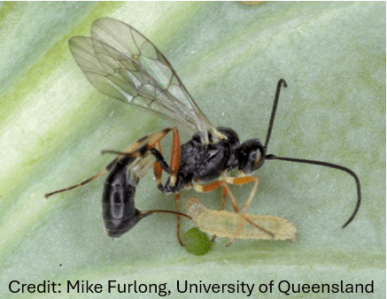 D. insulare wasp parasitizing a small BDM caterpillar