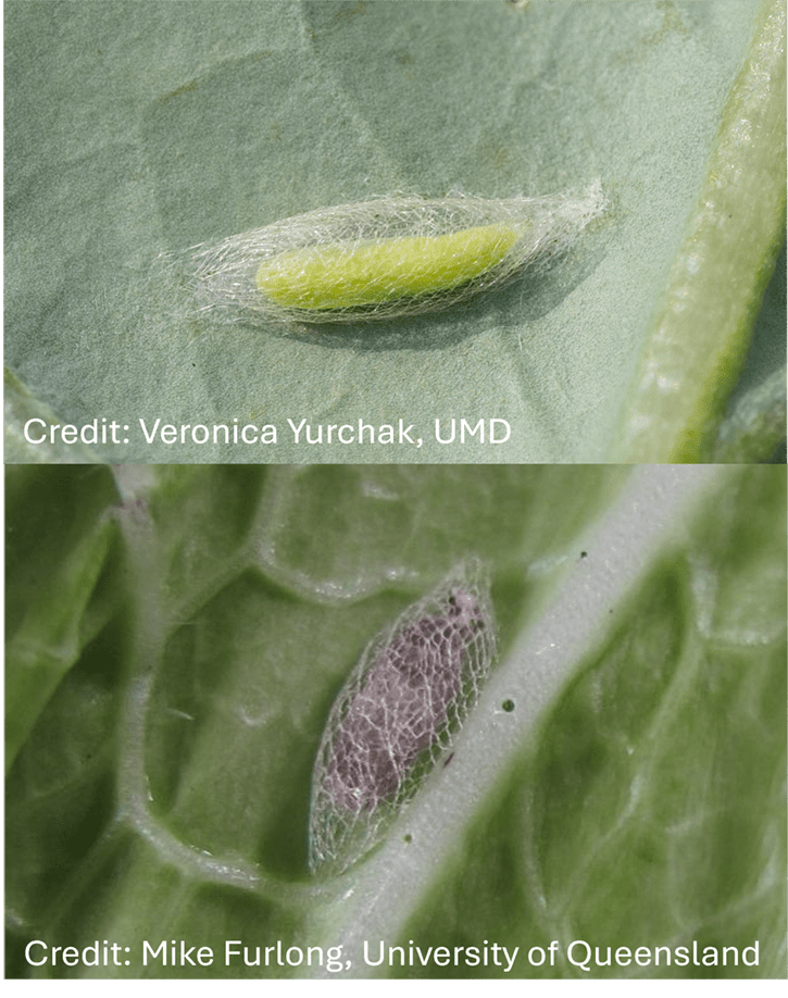 (Top) Healthy DBM pupa. (Bottom) Parasitized BDM pupa.