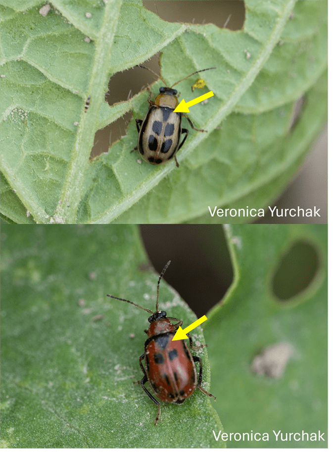 Bean leaf beetle adults with characteristic highlighted.