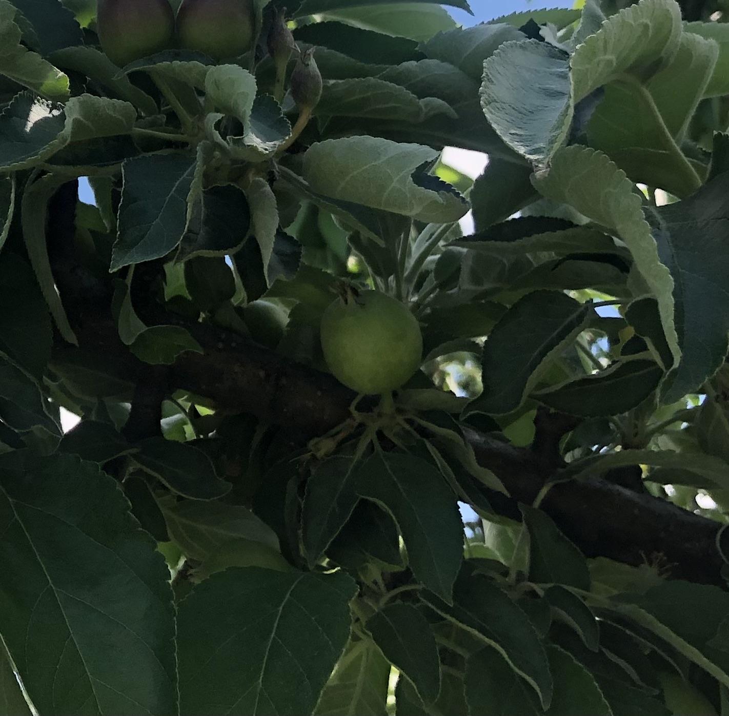  Apple fruit set on the underside of apple branches in 2025.
