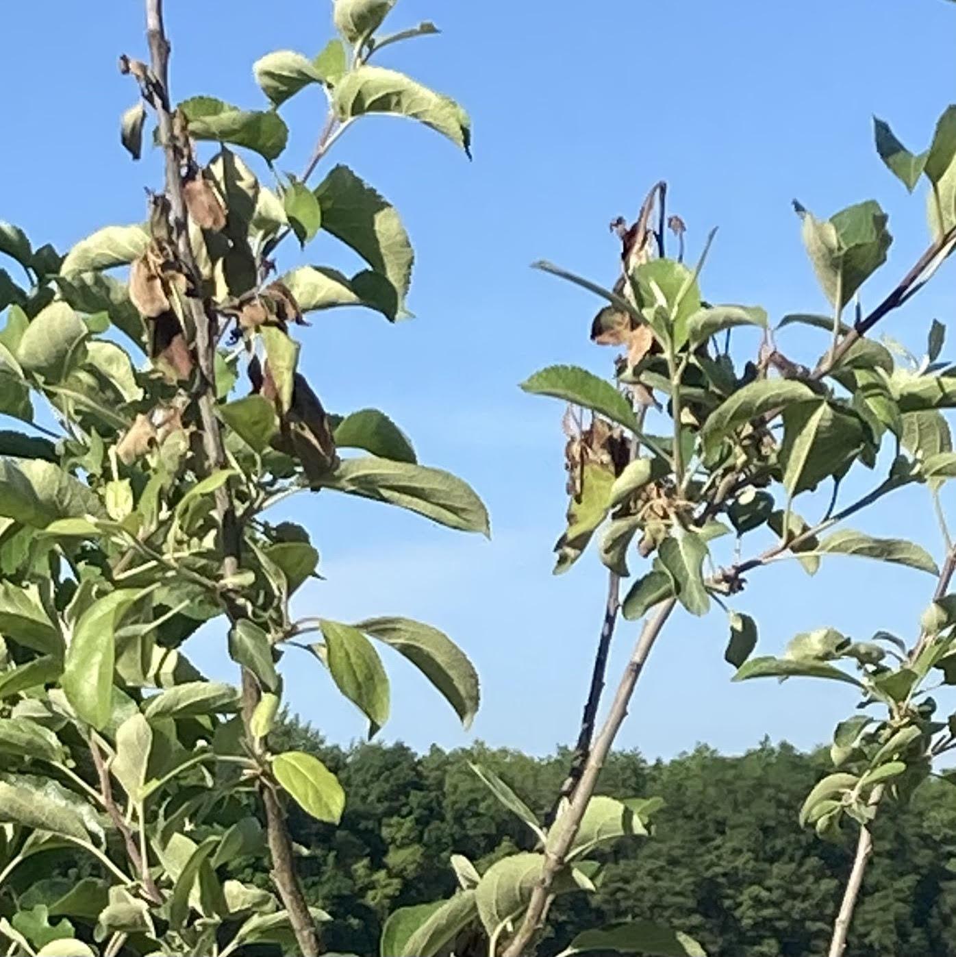 CrimsonCrisp apple shoot blight in 2024