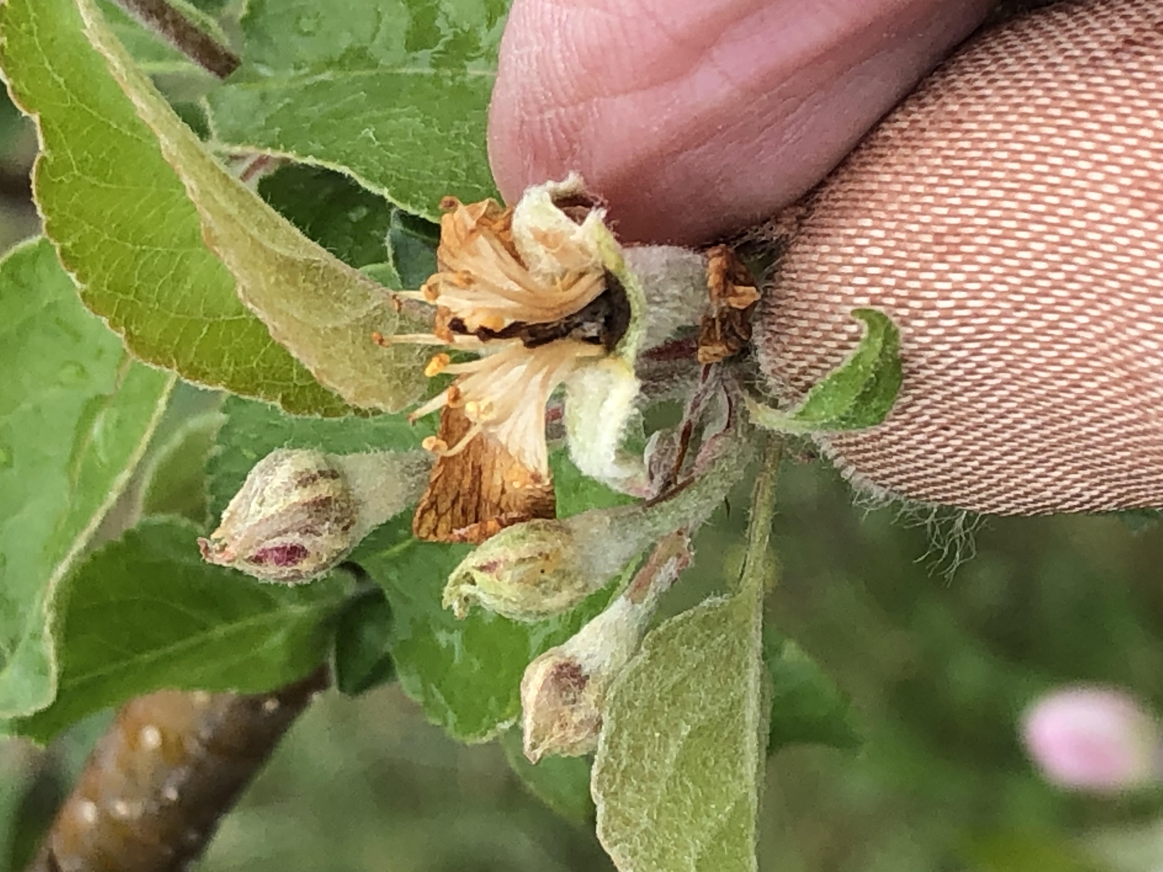Freeze damage to apple flowers.  
