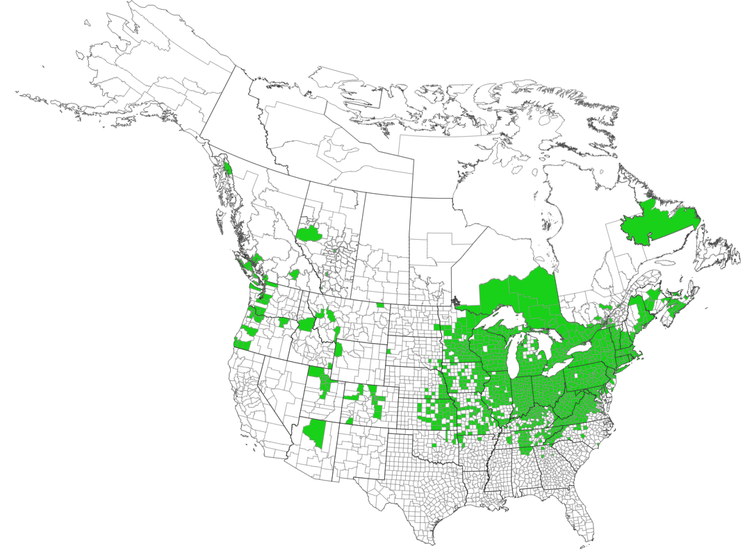 Garlic mustard county distribution (2025). Courtesy eddmaps.org.