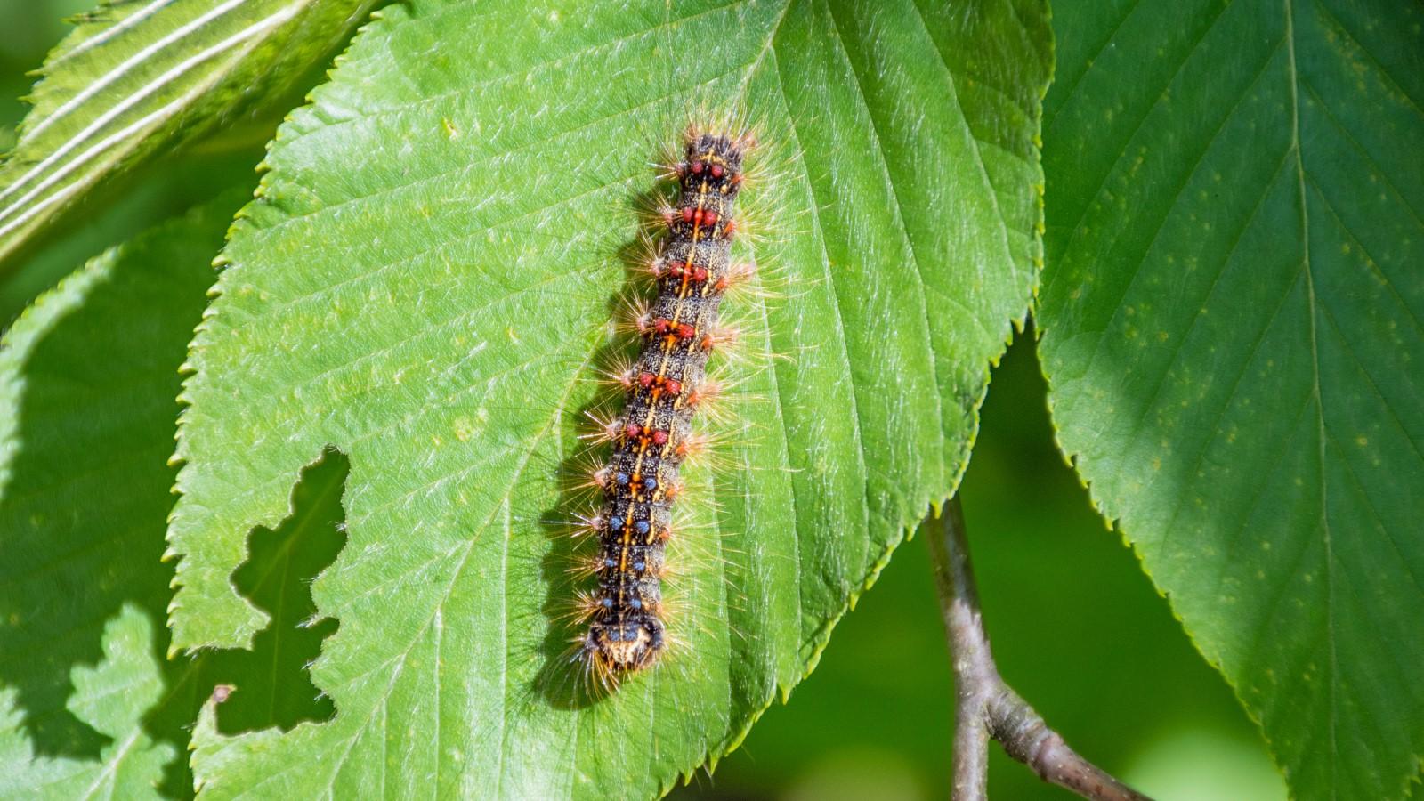 Spongy Moth caterpillar on a leaf