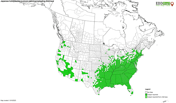 Japanese honeysuckle US county distribution, 2025. Courtesy eddmaps.org.