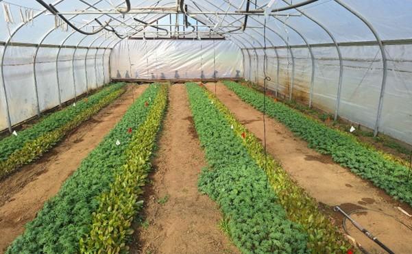 Greenhouse kale