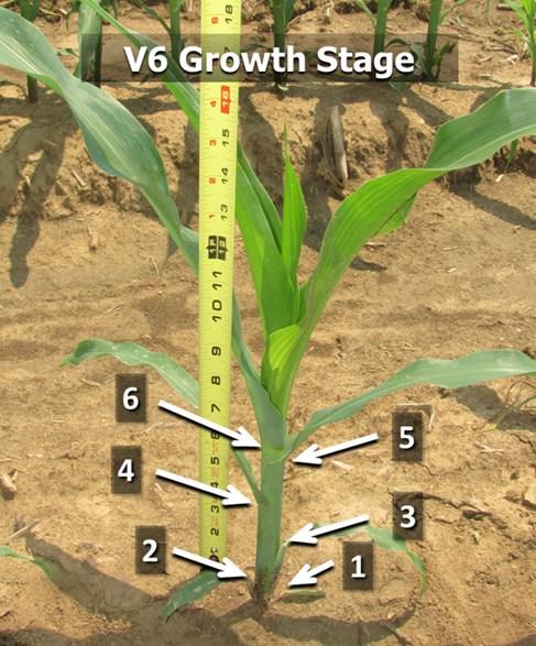 A corn plant with a ruler demonstrating each growth stage.
