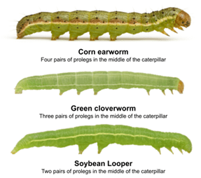 Common soybean pest caterpillars (corn earworm, green cloverworm, and soybean Looper).