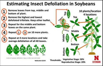 An infographic demonstrating soybean defoliation through sampling.